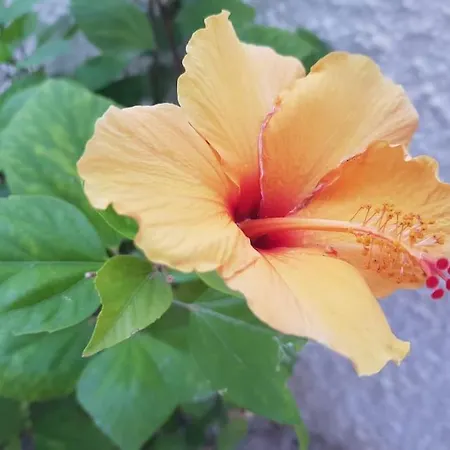 Detached Ciudad Quesada, Fully Ac, Pool Vakantiehuis *