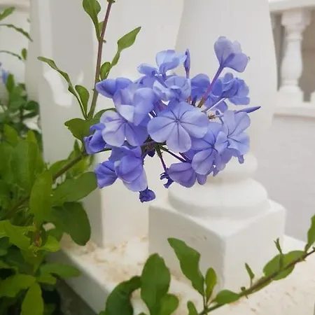 Detached Ciudad Quesada, Fully Ac, Pool *