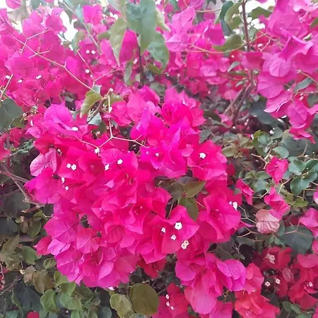 Detached Ciudad Quesada, Fully Ac, Pool Ferienhaus Ciudad Quesada